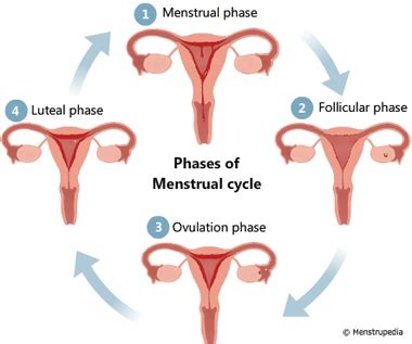 Diagram Of Menstrual Cycle Tommybraxton