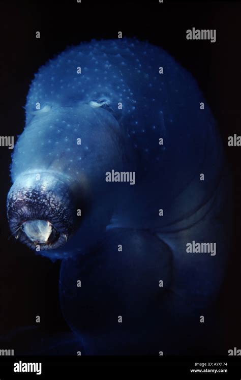 Pelagic Snail Hi Res Stock Photography And Images Alamy