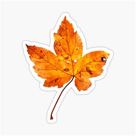 Autumn Leaves Vinyl Sticker Pack Digital Art Illustration Cute Nature