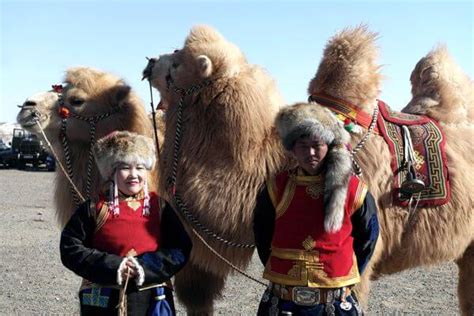 Camel Riding In Mongolia I Thousand Camel Festival In Gobi Desert