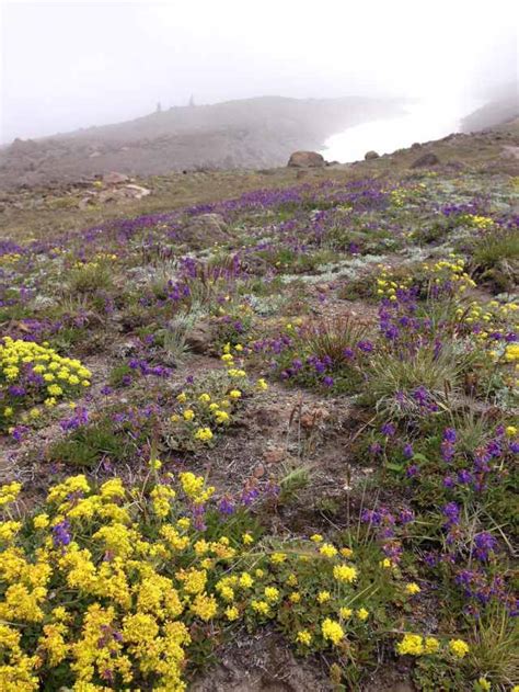 Wildflowers Along Mountaineer Trail Mount Hoods Dodd Julie Dodd