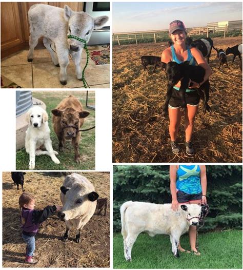 Aurora's safety standards include double bagged filling our pup liked a cow toy and carried it around like his puppy for 8 years. You Can Now Be The Proud Owner Of A Fluffy Mini Cow