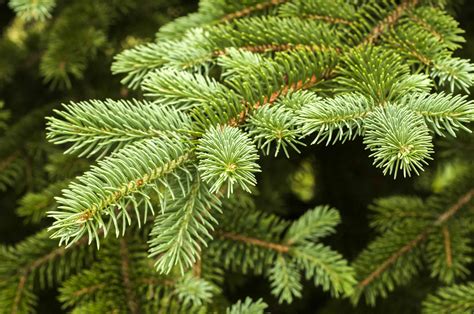 The Best Evergreens For Christmas Trees