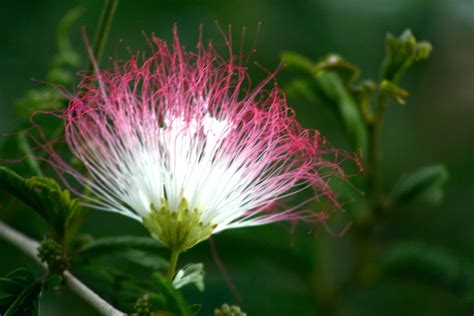 Letter F4 Costa Rica Flowers Online Guaria Costa Rica National