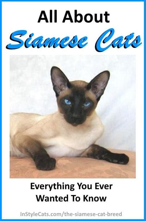 All About The Siamese Cat Breed Learn The Personality Traits Colors