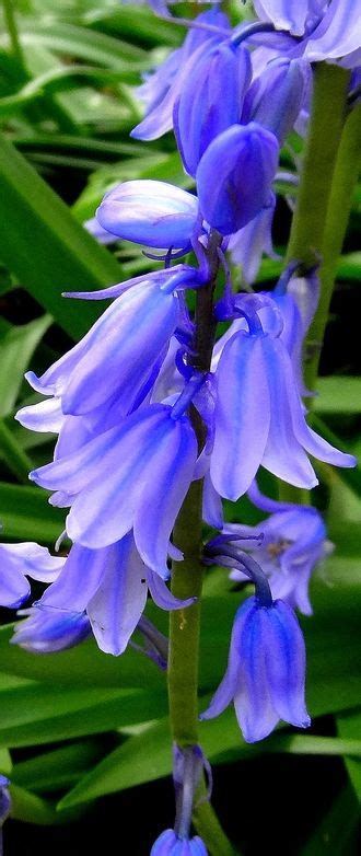 Blue Bells Beautiful Flowers Beautiful Flowers Garden