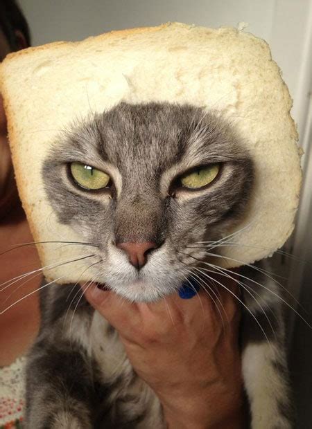 Want to discover art related to blepharitis? The latest Internet craze: pet cats with a slice of bread ...