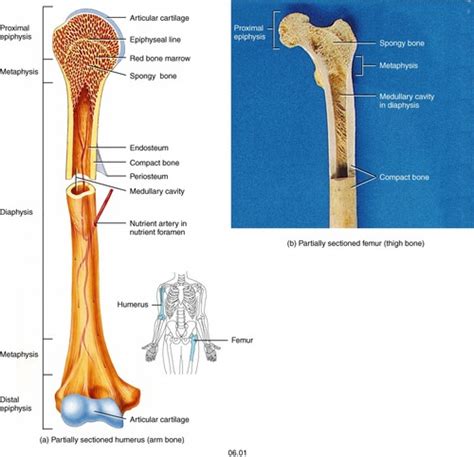 Cartilage Vs Bone Flashcards Quizlet