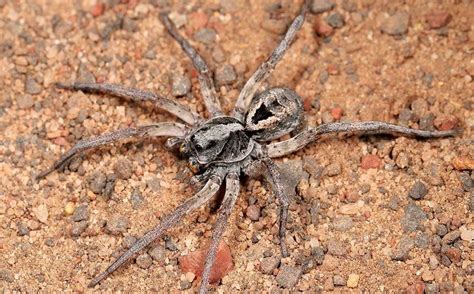 How Dangerous Are Wolf Spiders In Bradenton