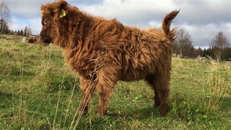 Scottish Highland Cattle In Finland Calf Stretching Youtube