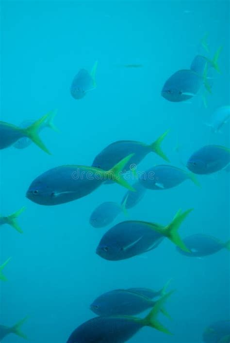Fish Under Water Stock Photo Image Of Fish Great Barrier 5875660
