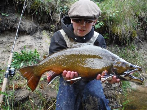 Giant Coaster Brook Trout