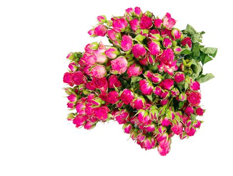 Red Roses Bud Natural Plant Red Png Transparent Image And Clipart