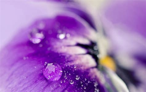 Water Drops On A Pansy Dew Yellow Spring Petal Purple Macro