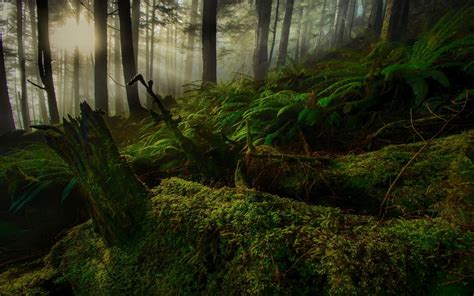 Landscape Nature Moss Spring Forest Mist Trees Sunrise Roots Hill Green