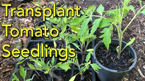 Transplanting Tomato Seedlings Step By Step Youtube