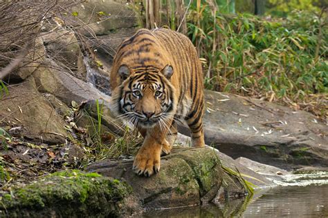 Prowling Tiger By Tygrik On Deviantart
