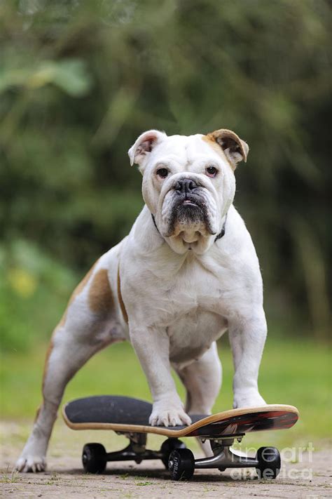 Which is the best skateboard for english bulldogs? Bulldog On Skateboard Photograph by John Daniels