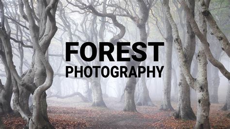 How To Photograph Forests 7 Simple Steps Youtube