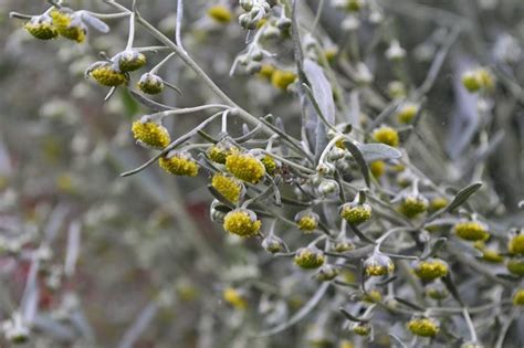 Artemisia Absinthium Piante Medicinali Scopri Lartemisia Absinthium