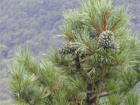 Russia Introduces Ban On Korean Pine Logging Wwf
