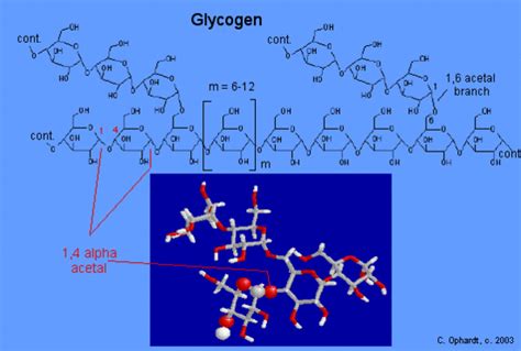 Glycogen Chemistry Libretexts