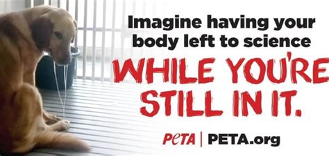 Peta Prime 5 Ways Peta Is Helping Animals In Laboratories This Week
