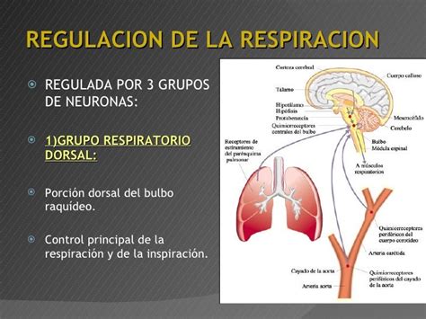 Fisiologia Respiratoria Neumologia