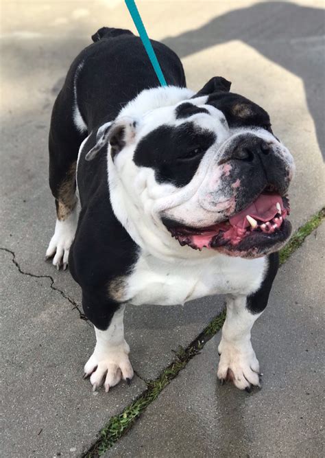 Master degree of music from the odessa conservatory. Meet | Bulldog Rescue Network