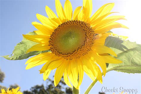 A Sunflower Can Always Brighten Your Day Toniip Flickr