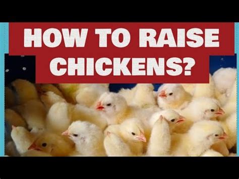 HOW TO RAISE CHICKENS CHICKS MANAGEMENT SECRET YouTube