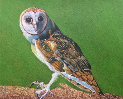 Arizona Barn Owl Drawing By Dulcie Dee Saatchi Art