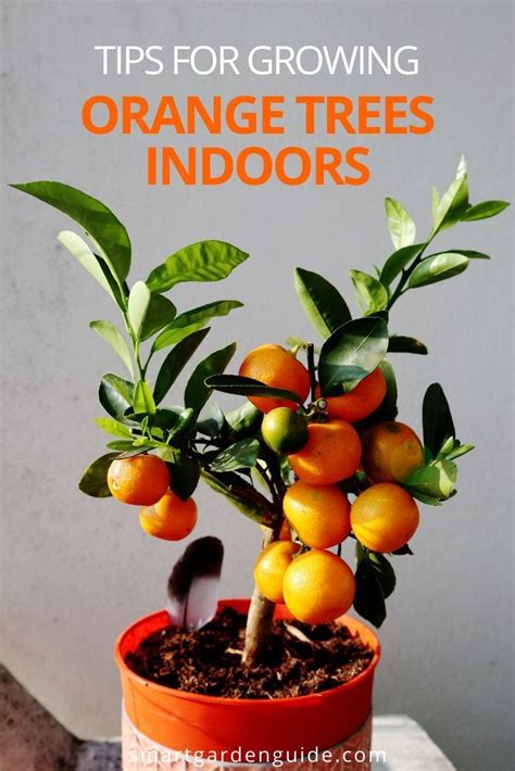 How To Care For An Indoor Orange Tree Smart Garden Guide