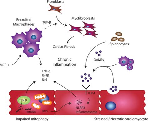 Chronic Heart Failure And Inflammation Circulation Research
