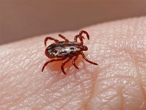 Jun 18, 2017 · there are several types of ticks that live in north america including the american dog tick, the lone star tick, brown dog tick and the deer or black legged tick. New research shows dog ticks can be as harmful as deer ...