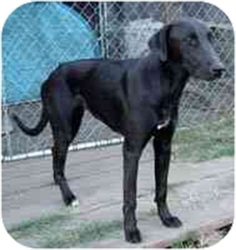 25 greyhound mix breeds dogs. Venus | Adopted Dog | West Los Angeles, CA | Greyhound ...
