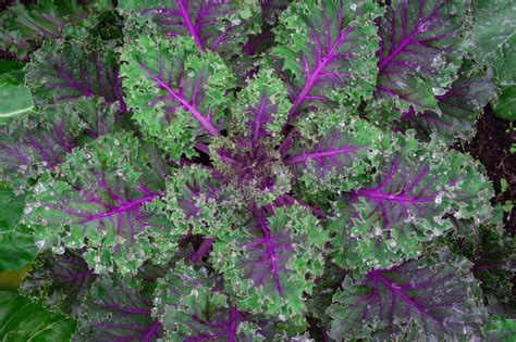 Red Russian Kale Not Treated Seedway