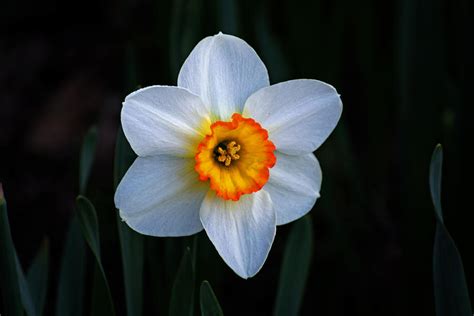 Daffodil In Riverside Park Photograph By Bill Swartwout Fine Art America
