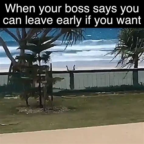 when your boss says you can leave early if you want see ya 👋👋 by