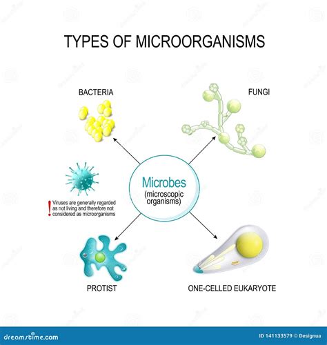 5 Types Of Microorganisms