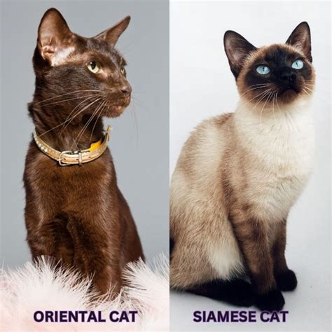Oriental Vs Siamese Cat Comparing The Siamese And Oriental Shorthair