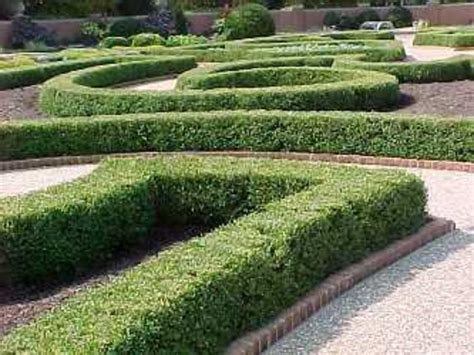 How To Grow Boxwood Shrubs Hubpages