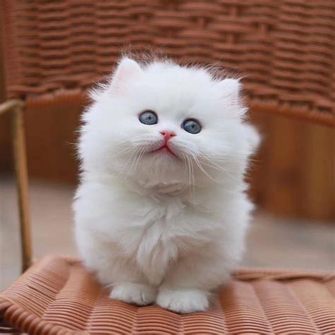 Munchkin Kittens For Sale Cats For Sale Price
