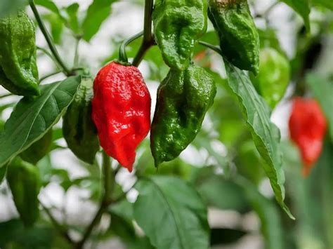How To Grow Peppers In 5 Gallon Buckets A Step By Step Guide