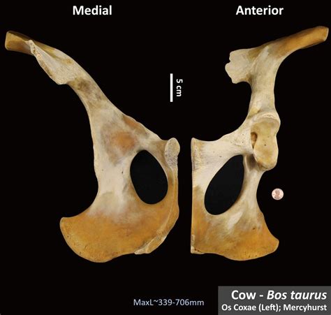 Cow Os Coxae Osteoid Bone Identification