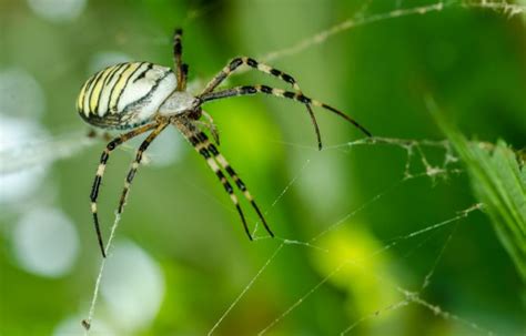 10 Most Venomous Spiders In Australia Travelearth