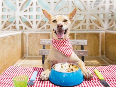 Dog Eating A The Table With Food Bowl Stock Image Image Of Dish