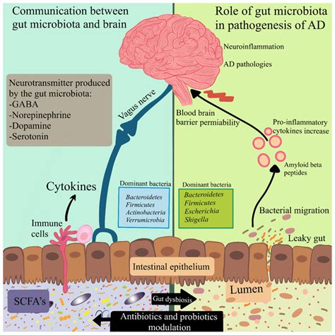 Modulation Of The Microbiota Gut Brain Axis By Antibiotics And Probiotics Download Scientific