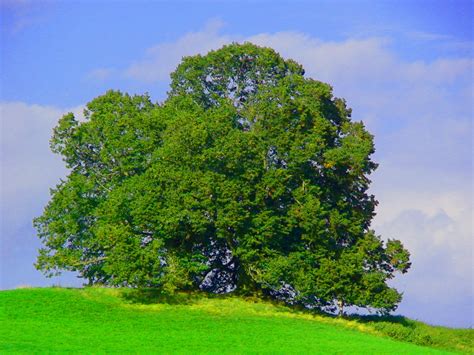 Alt Baum Sommer Foto And Bild Pflanzen Pilze And Flechten Bäume