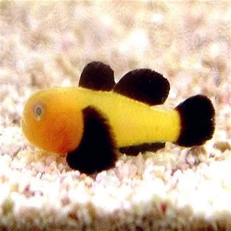 2 The Panda Goby Paragobius Lacunicolus Is A Small Stocky Shaped Fish